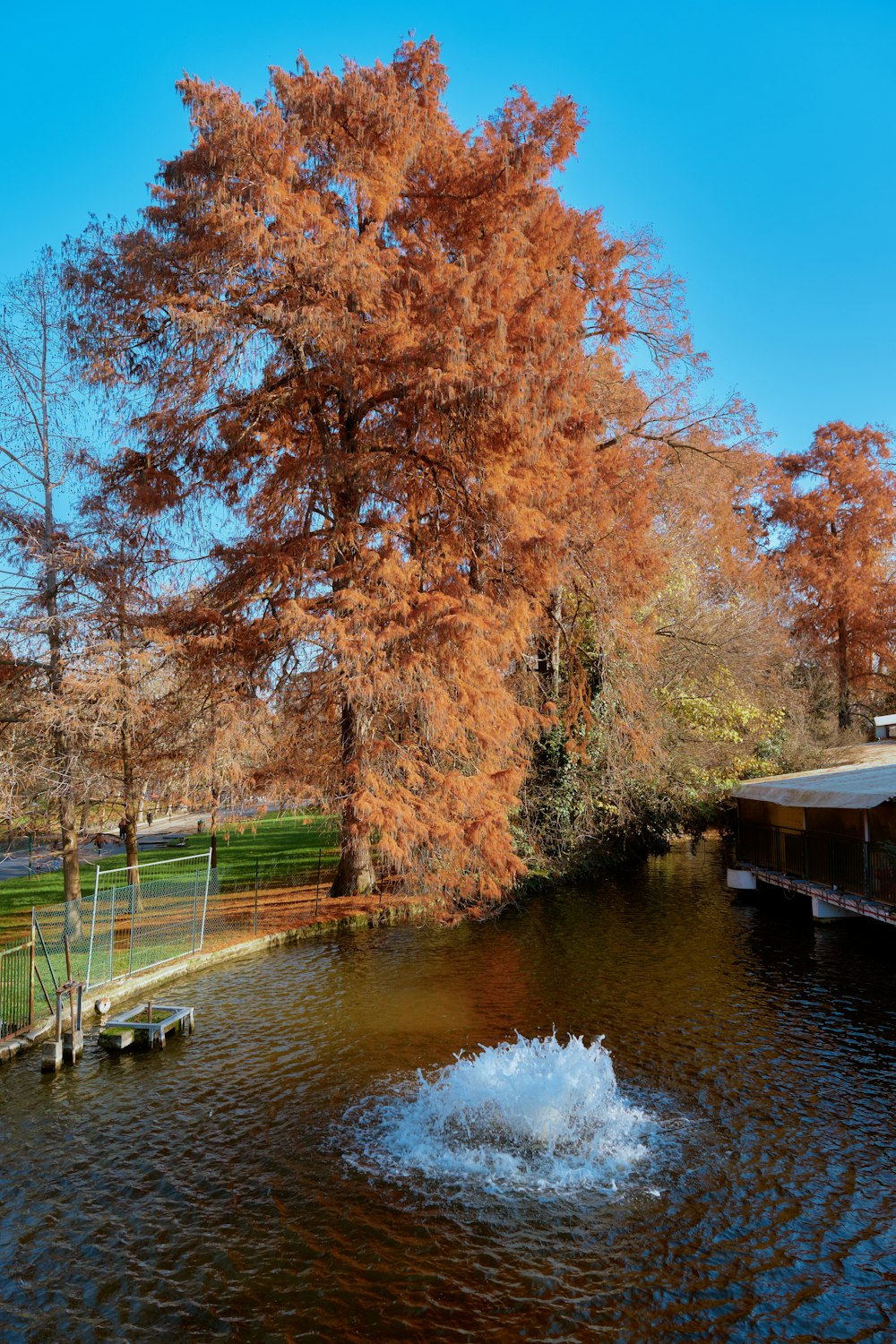 a lake with a boat in it and a tree in the background