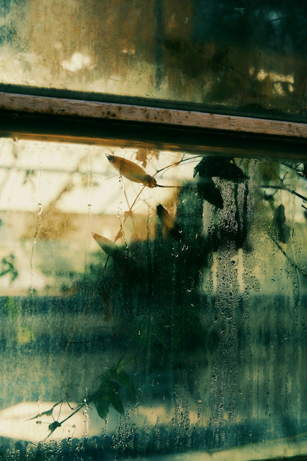 a window that has some plants in it