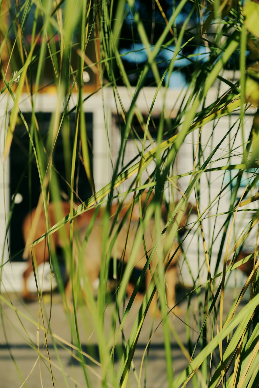 a bus driving down a street next to tall grass