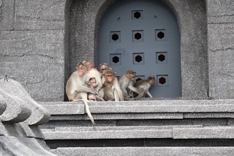 A group of monkeys sits and interacts on stone steps in front of a building with a textured facade and a decorative door.