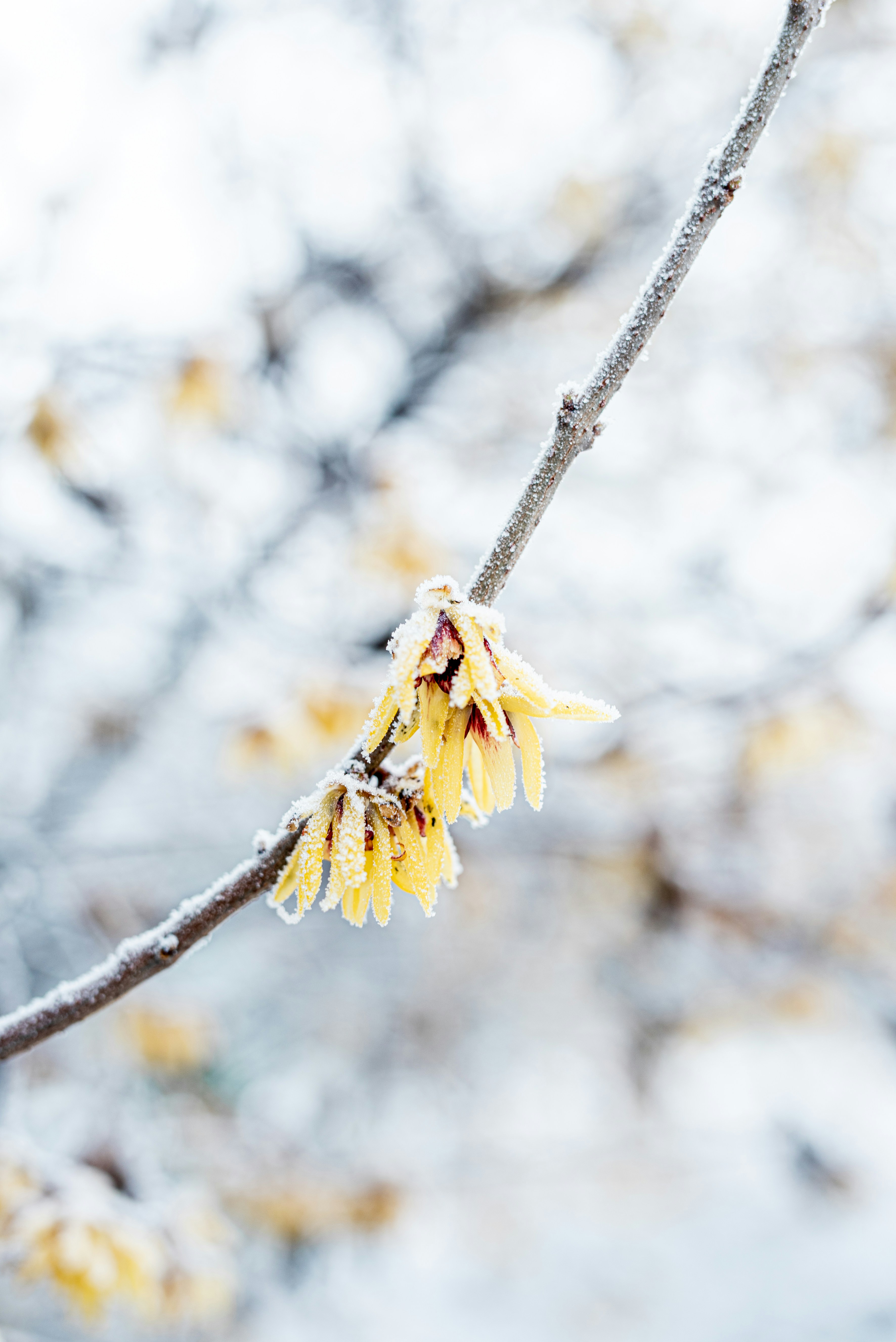 A tree branch with some yellow flowers on it photo – Free Nature Image ...