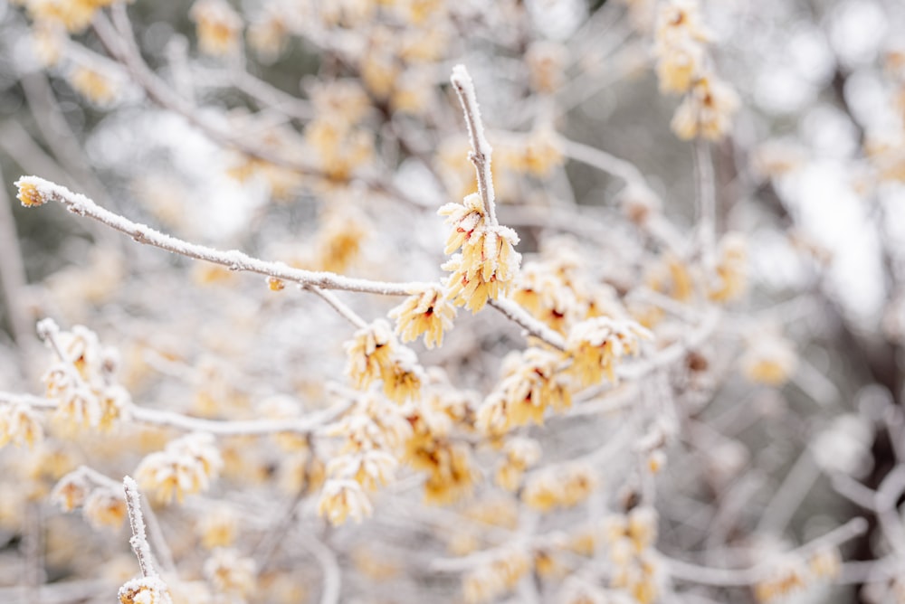 a branch with yellow flowers in the snow