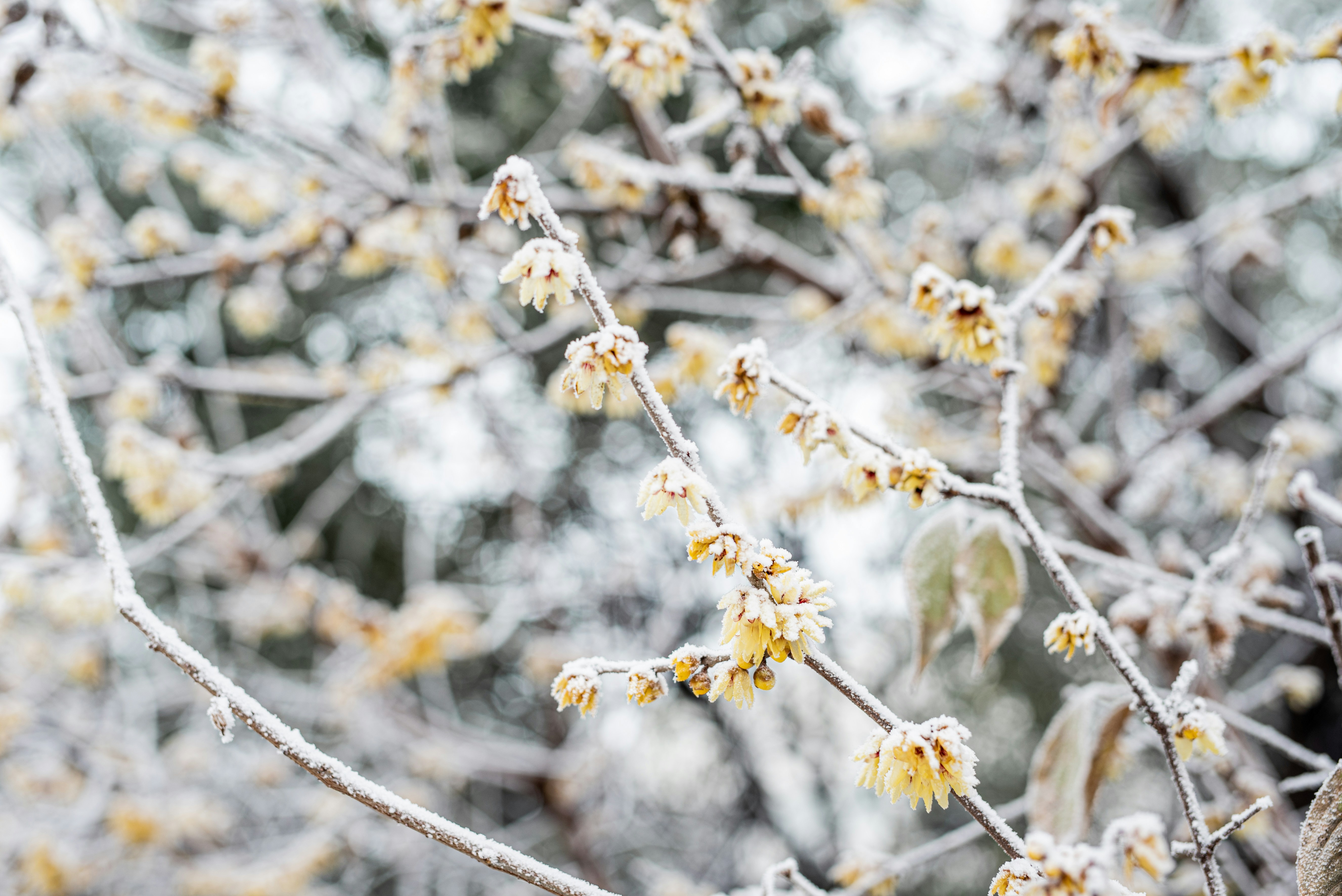 Photo by lauraadaiphoto