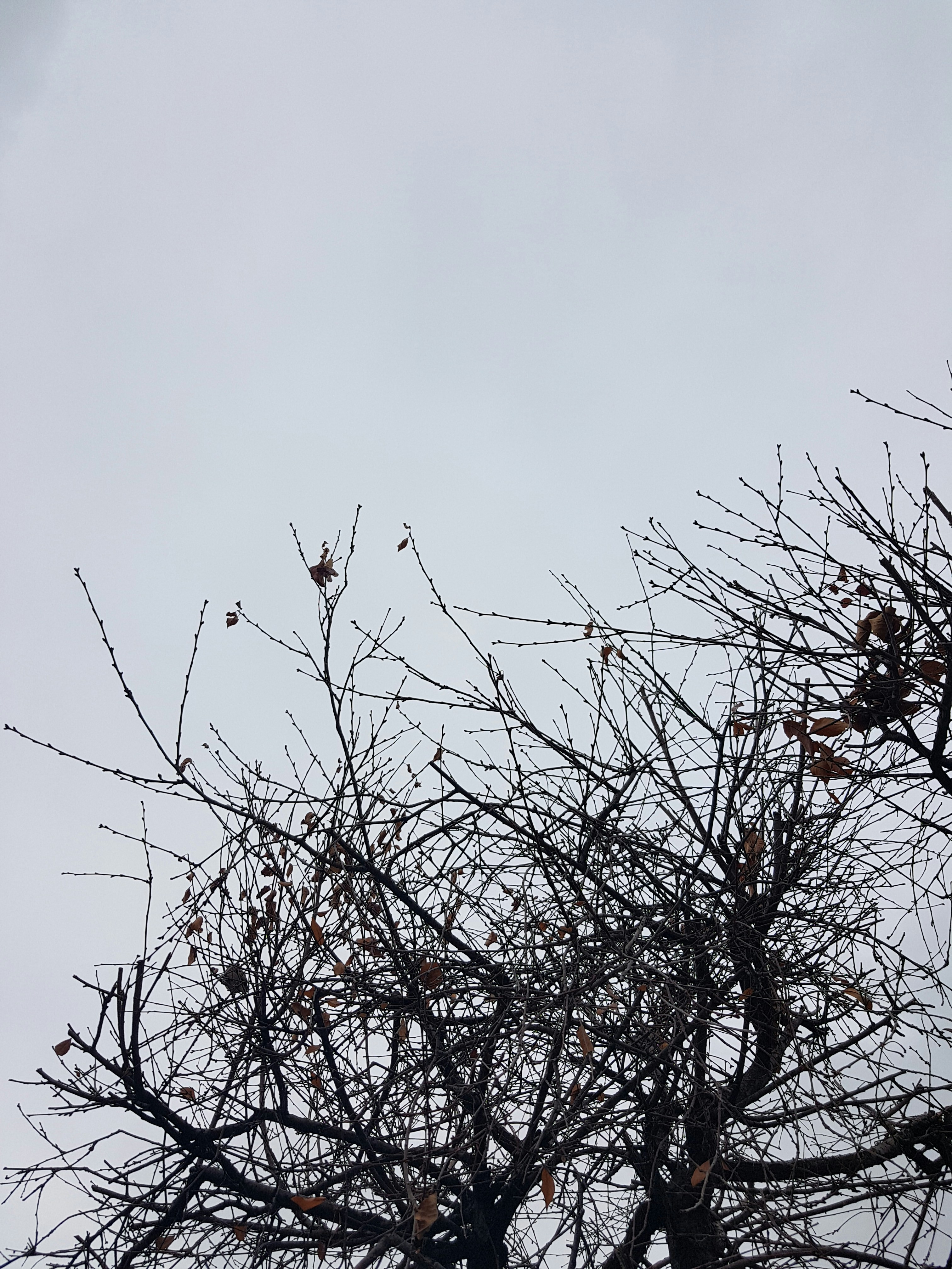 Photo by iran_vatan