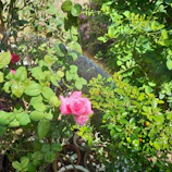 A garden scene with hybrid roses flourishing under a gentle mist of the natural rose aroma spray.