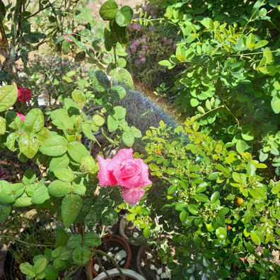 A garden scene with hybrid roses flourishing under a gentle mist of the natural rose aroma spray.