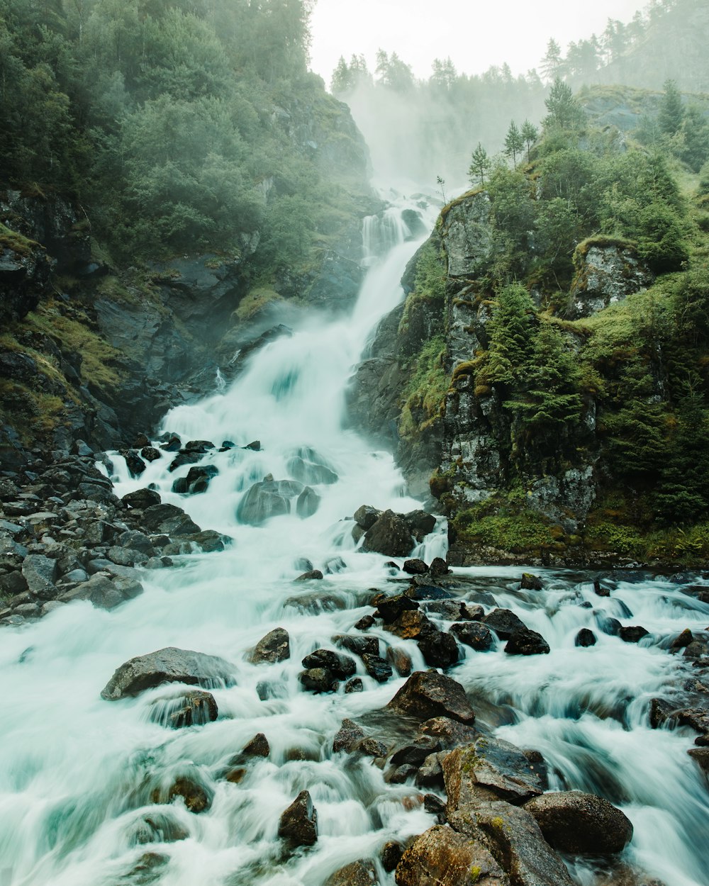 a river flowing through a lush green forest