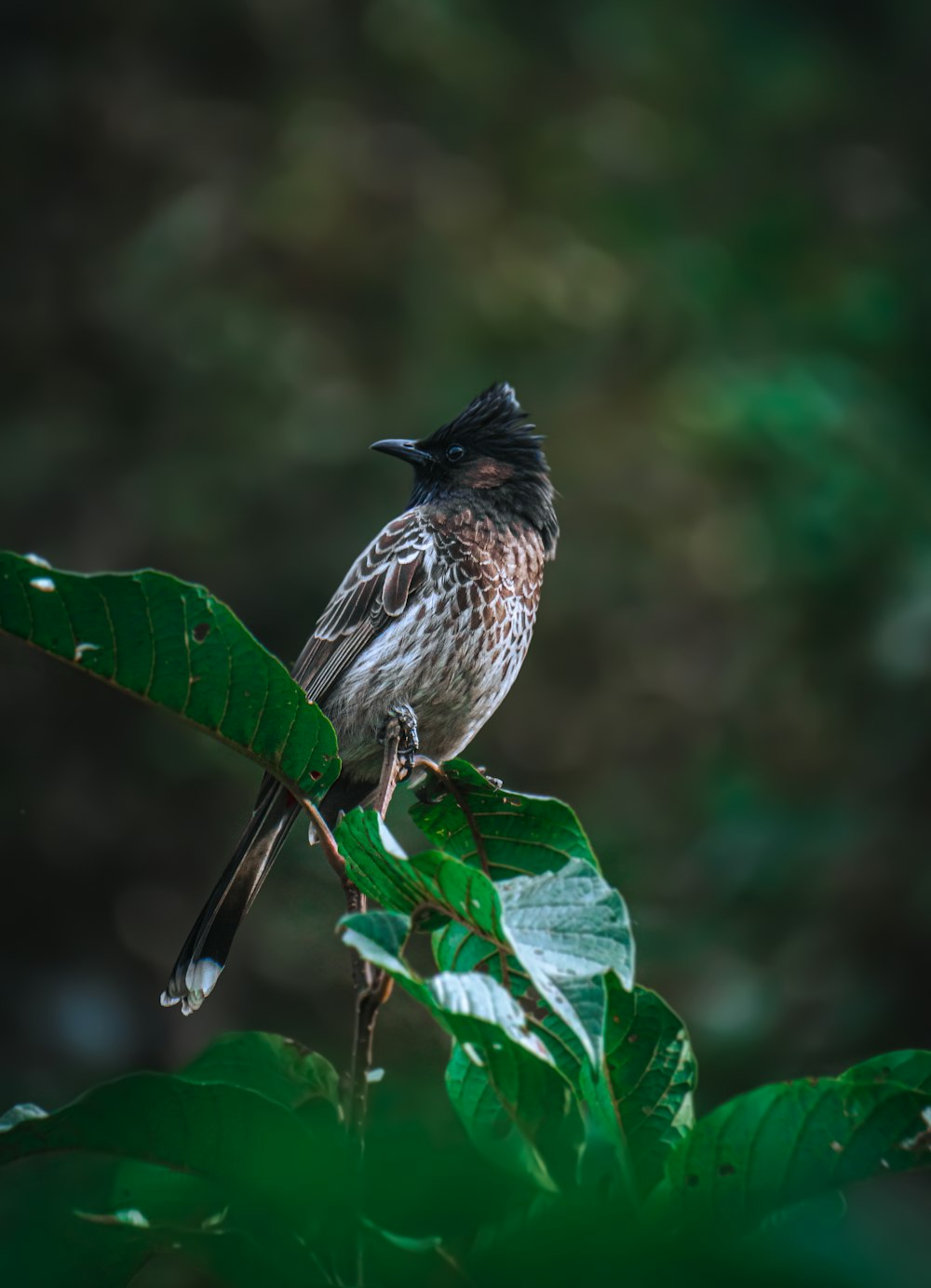 a bird sitting on top of a green leaf covered tree