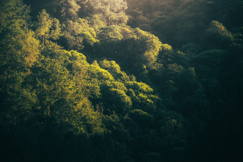 Una lussureggiante foresta verde piena di molti alberi