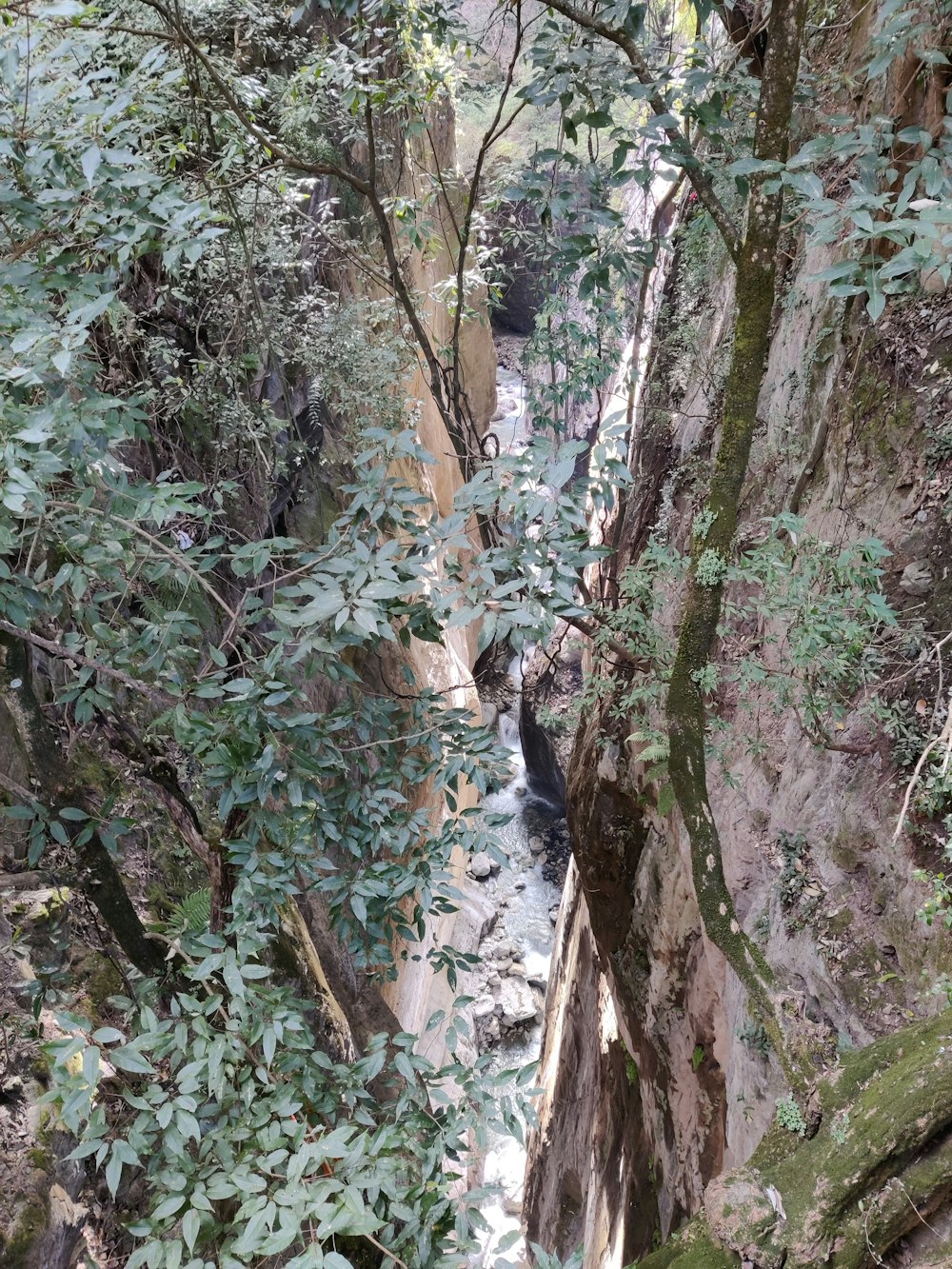 a river flowing through a lush green forest