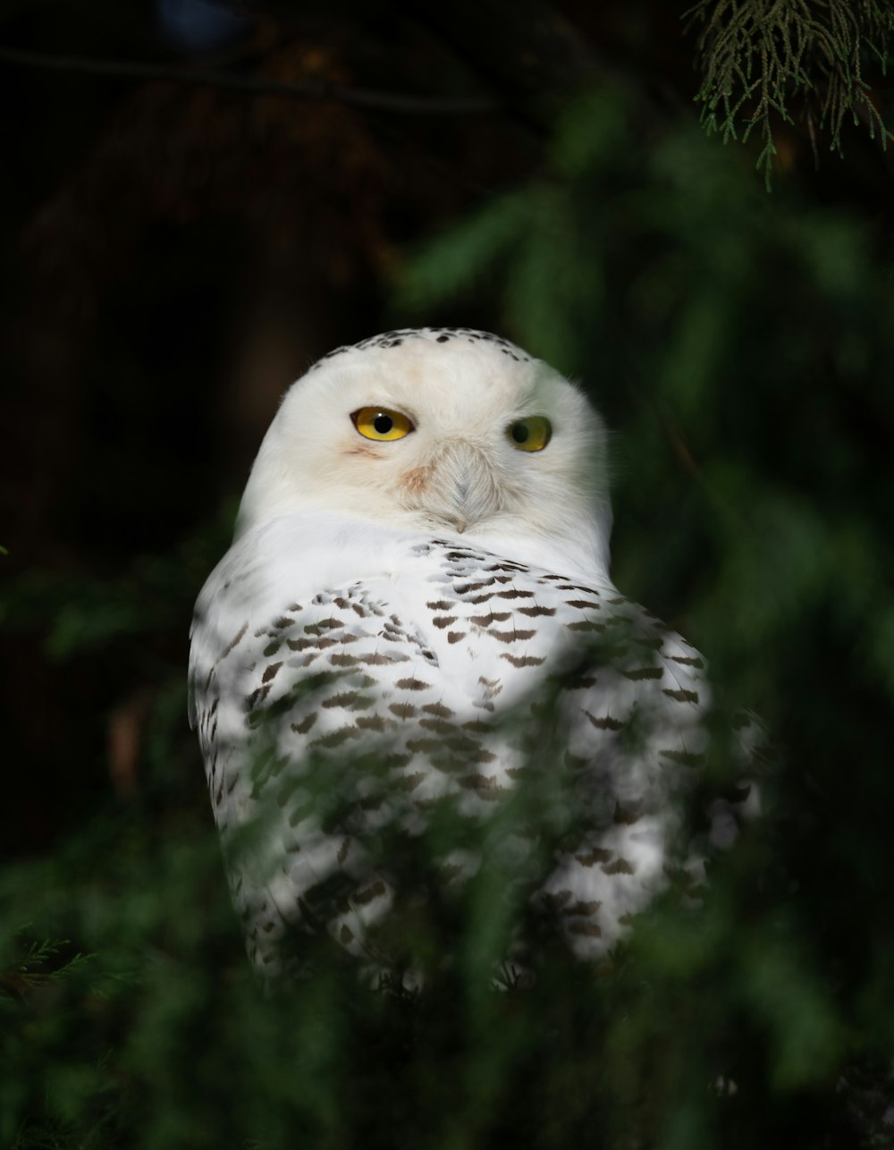 a white owl with yellow eyes sitting in a tree