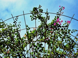 A metal trellis for slabs.