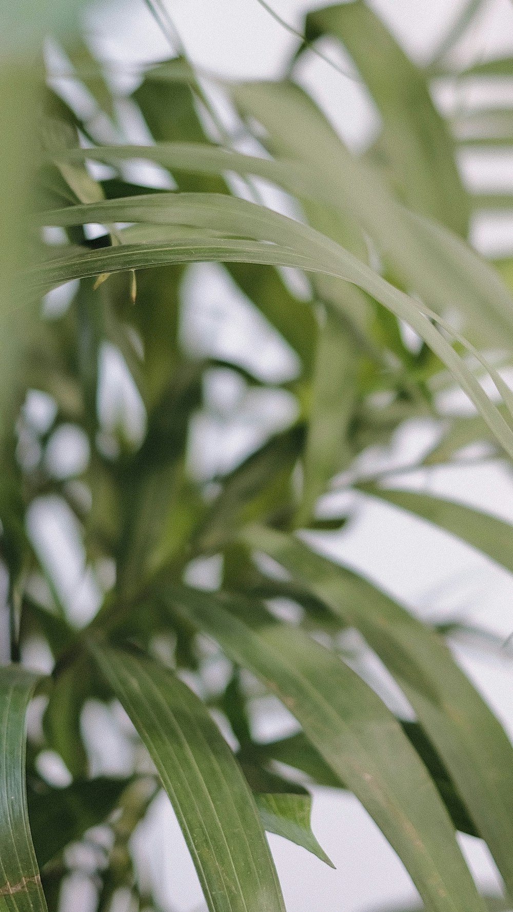 a close up of a plant with green leaves