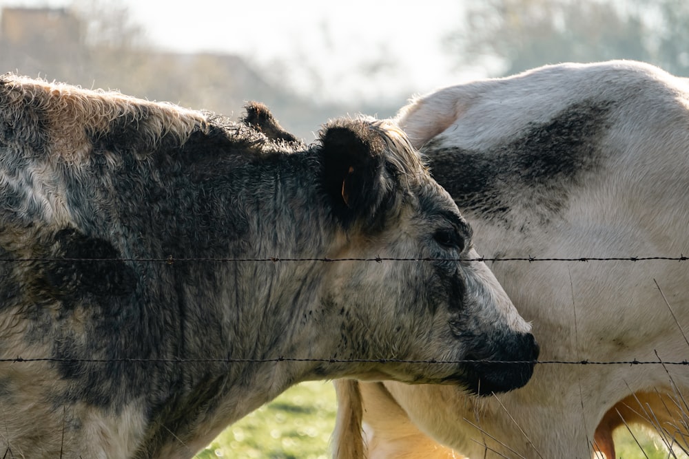 two cows standing next to each other behind a fence