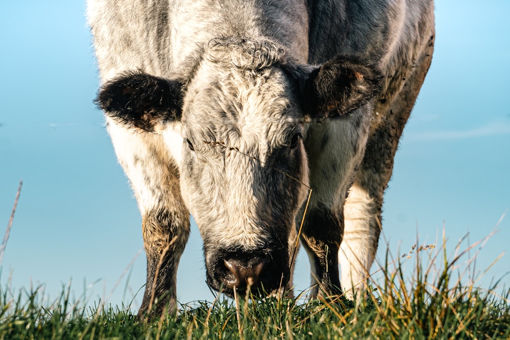 a close up of a cow grazing in a field