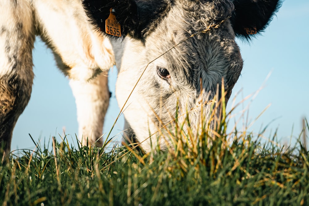 a close up of a cow grazing in a field