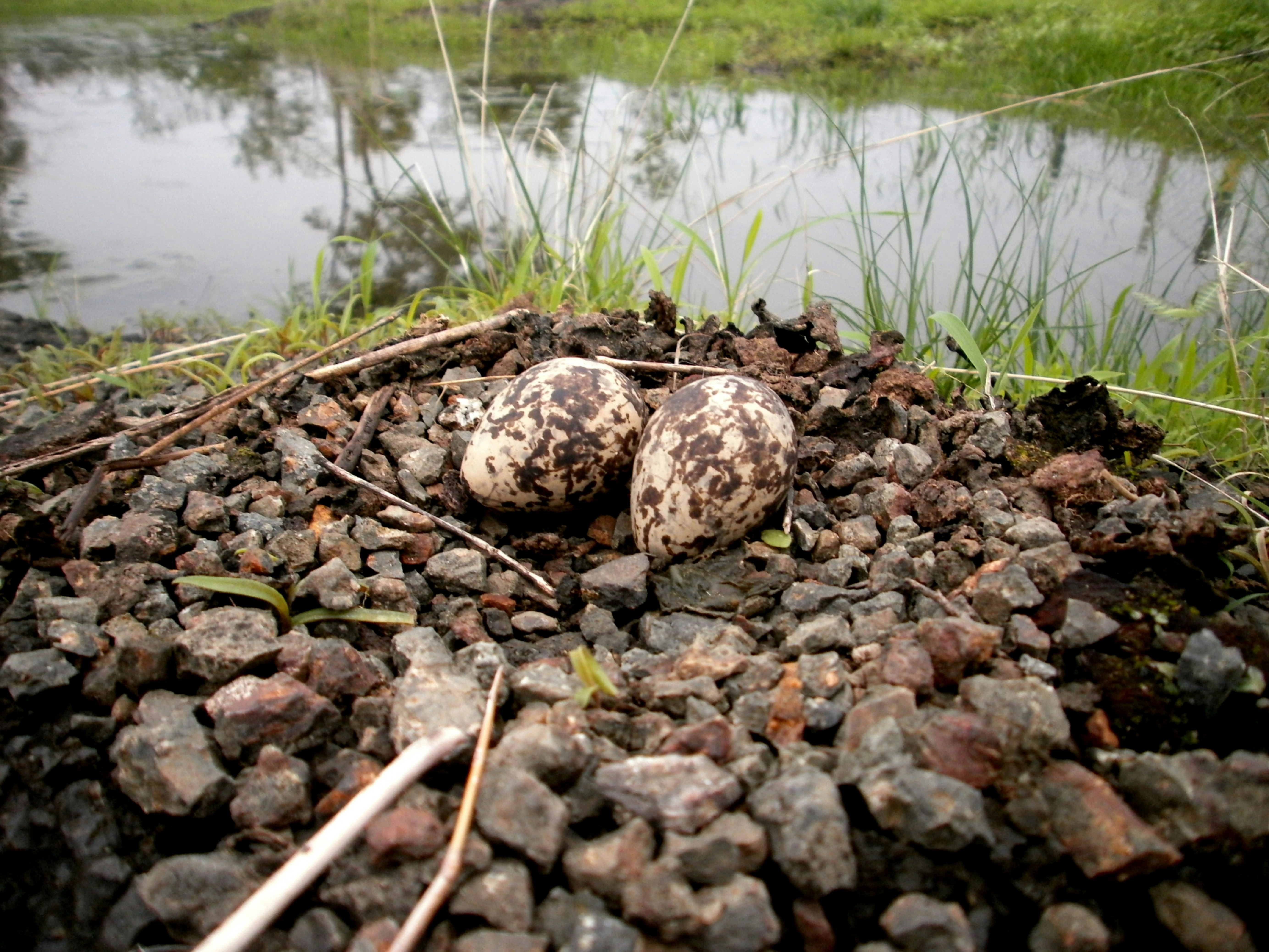 Reproduction and Life Cycle (image credits: unsplash)