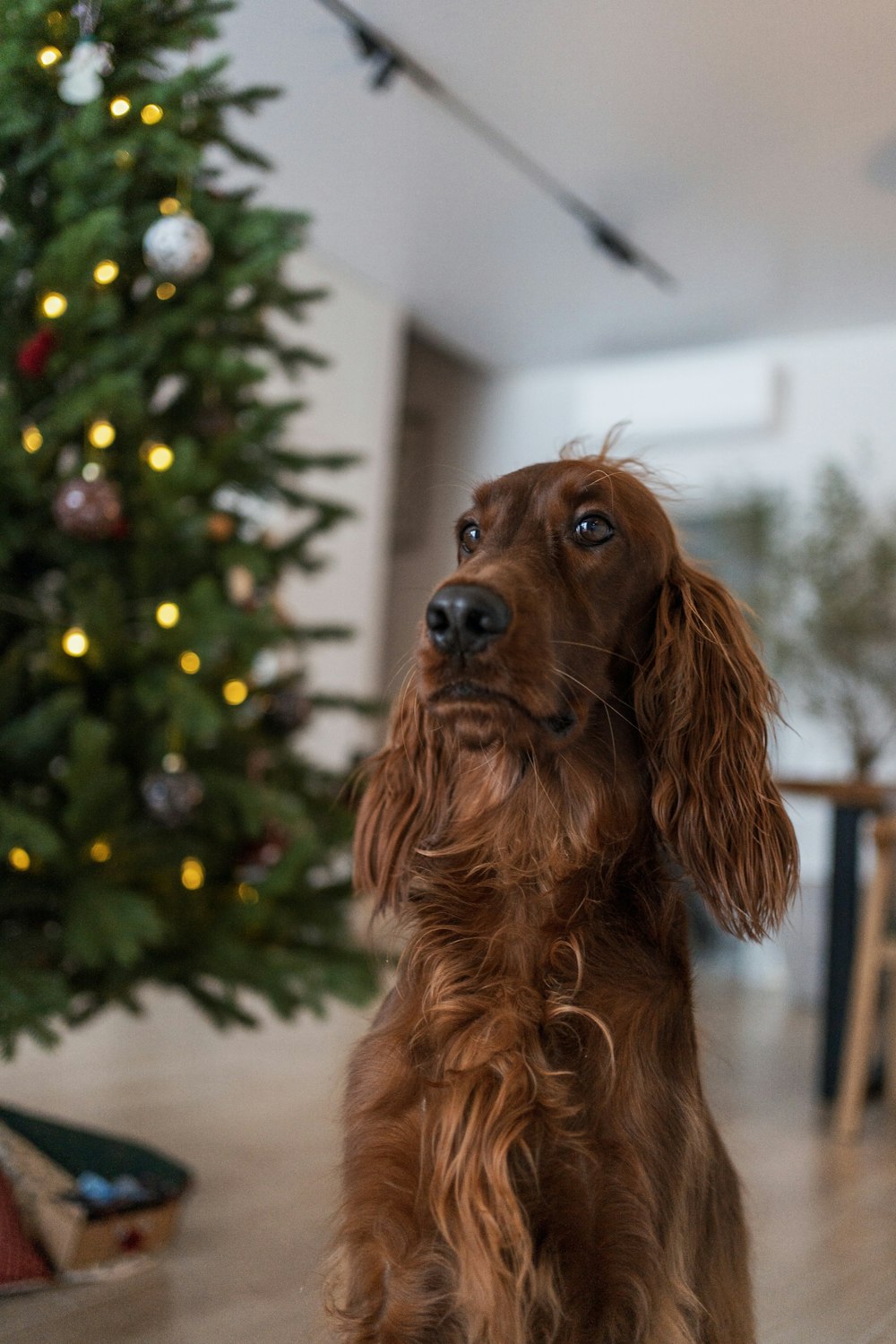 a brown dog sitting in front of a christmas tree