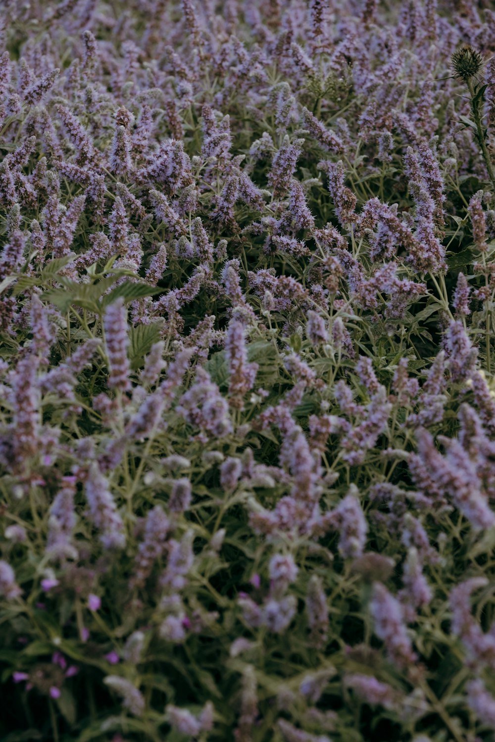 a field full of purple flowers with green leaves
