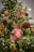 A festive Christmas tree adorned with warm white lights and wooden ornaments in the shapes of gingerbread people, pine cones, and a teddy bear holding a red heart with a letter 'H'. The branches are lush and green, providing a vibrant backdrop for the decorations.