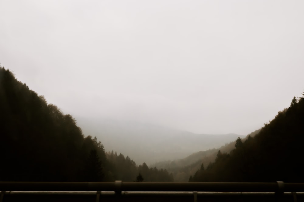 a person standing on a bridge in the middle of a forest