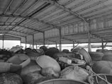 A storage area with a corrugated metal roof holding various round baskets and fishing equipment. The space is cluttered with numerous items arranged haphazardly. Some light filters through the gaps in the structure, indicating an outdoor environment beyond the enclosure.
