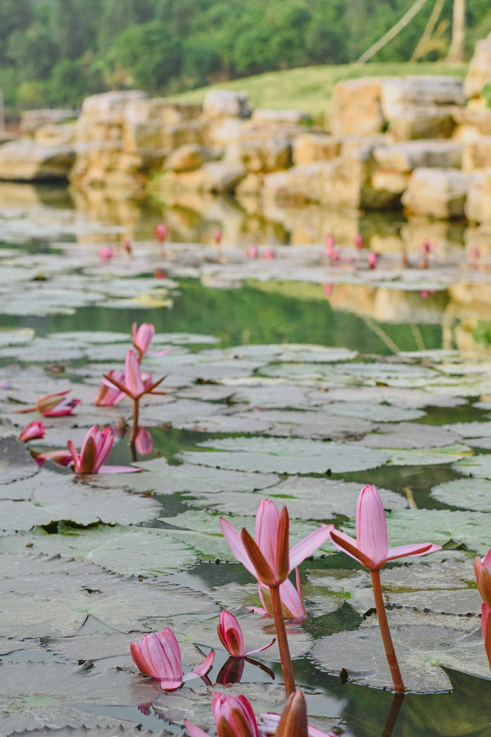 a pond filled with lots of water lilies