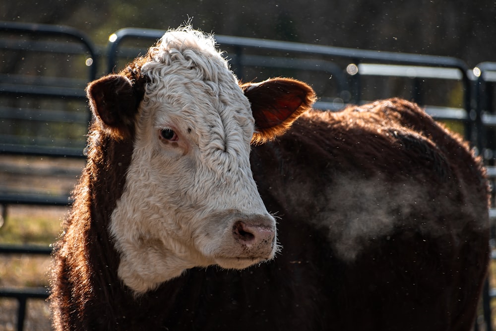 a brown and white cow standing next to a metal fence