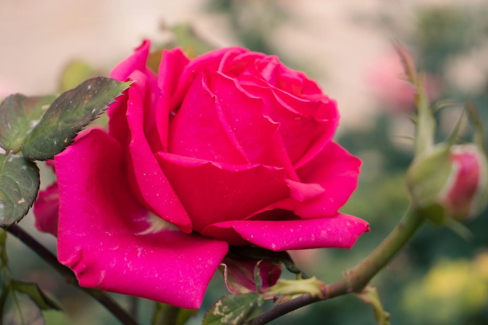 una rosa rosa con gocce d'acqua su di essa
