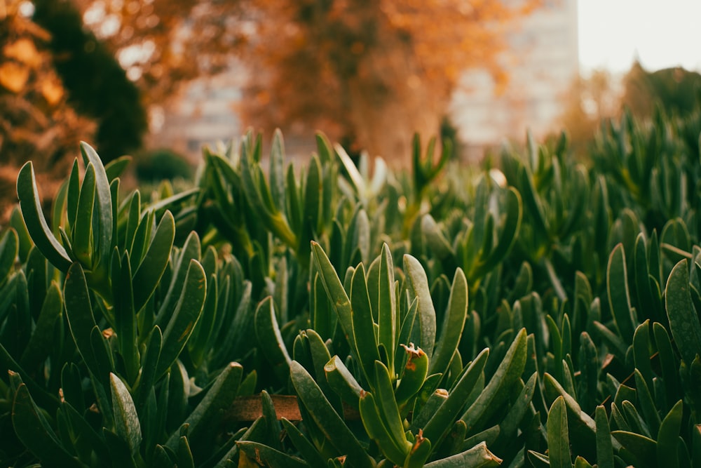 un montón de plantas verdes que están en la hierba