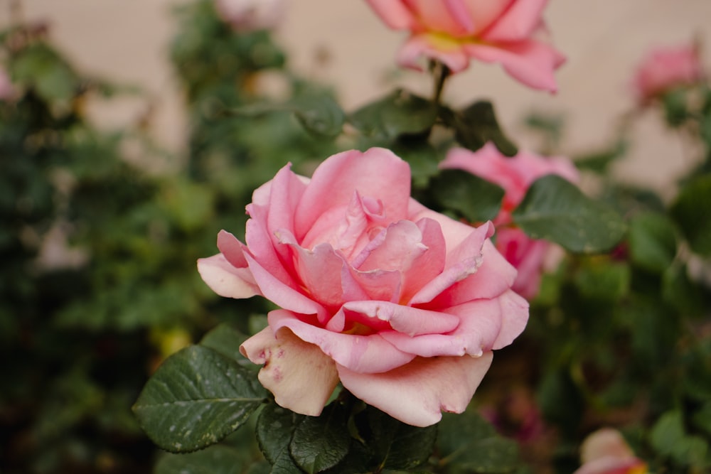 a pink rose is blooming in a garden