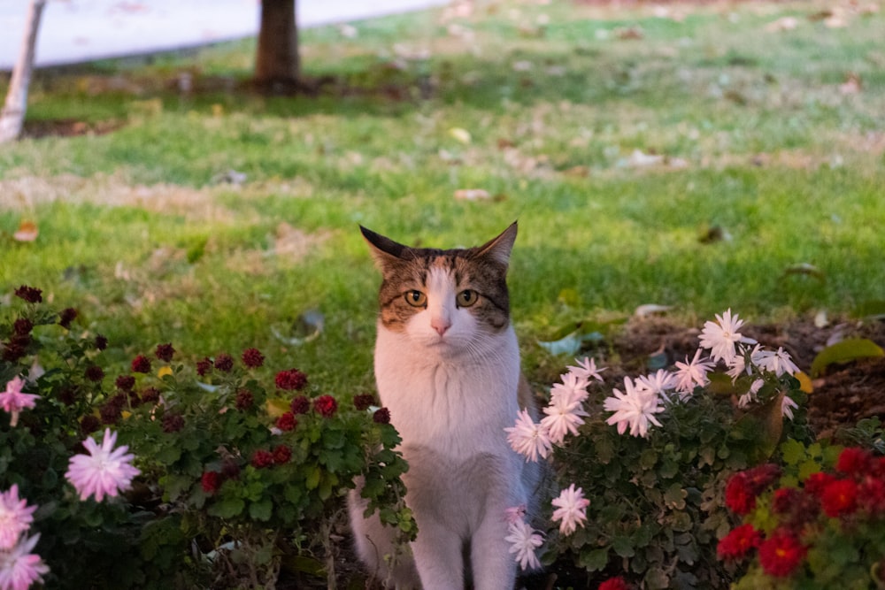 a cat sitting in the middle of a flower garden