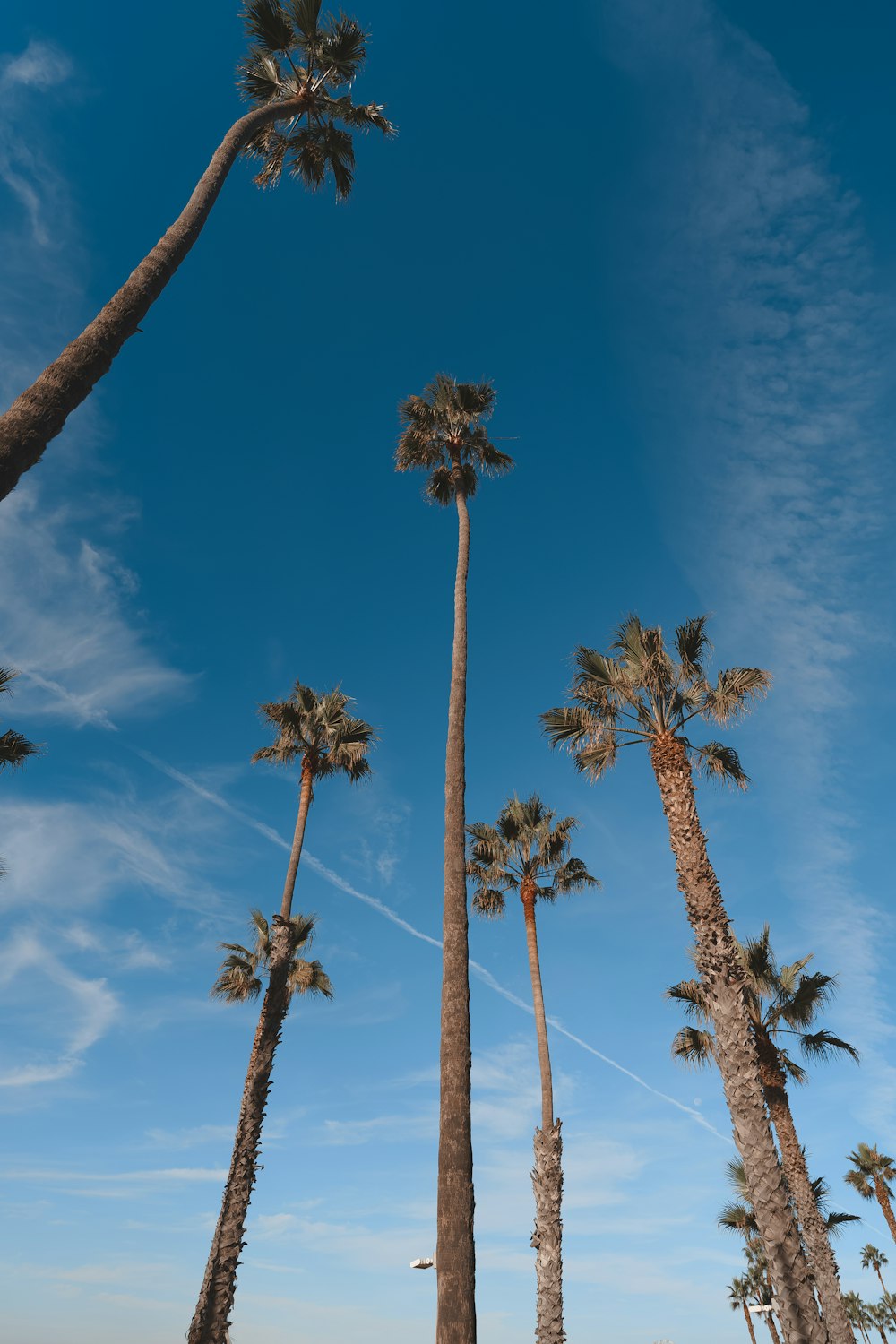 a row of palm trees with a blue sky in the background