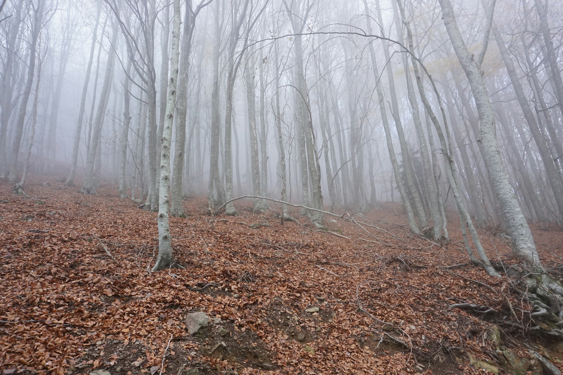 a foggy forest filled with lots of trees