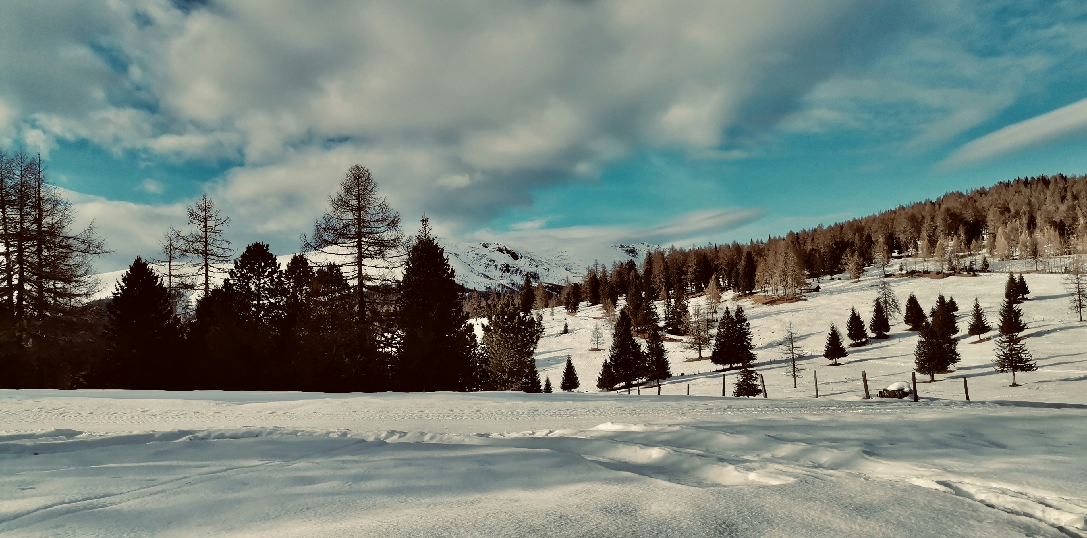 a snowy landscape with trees and mountains in the background