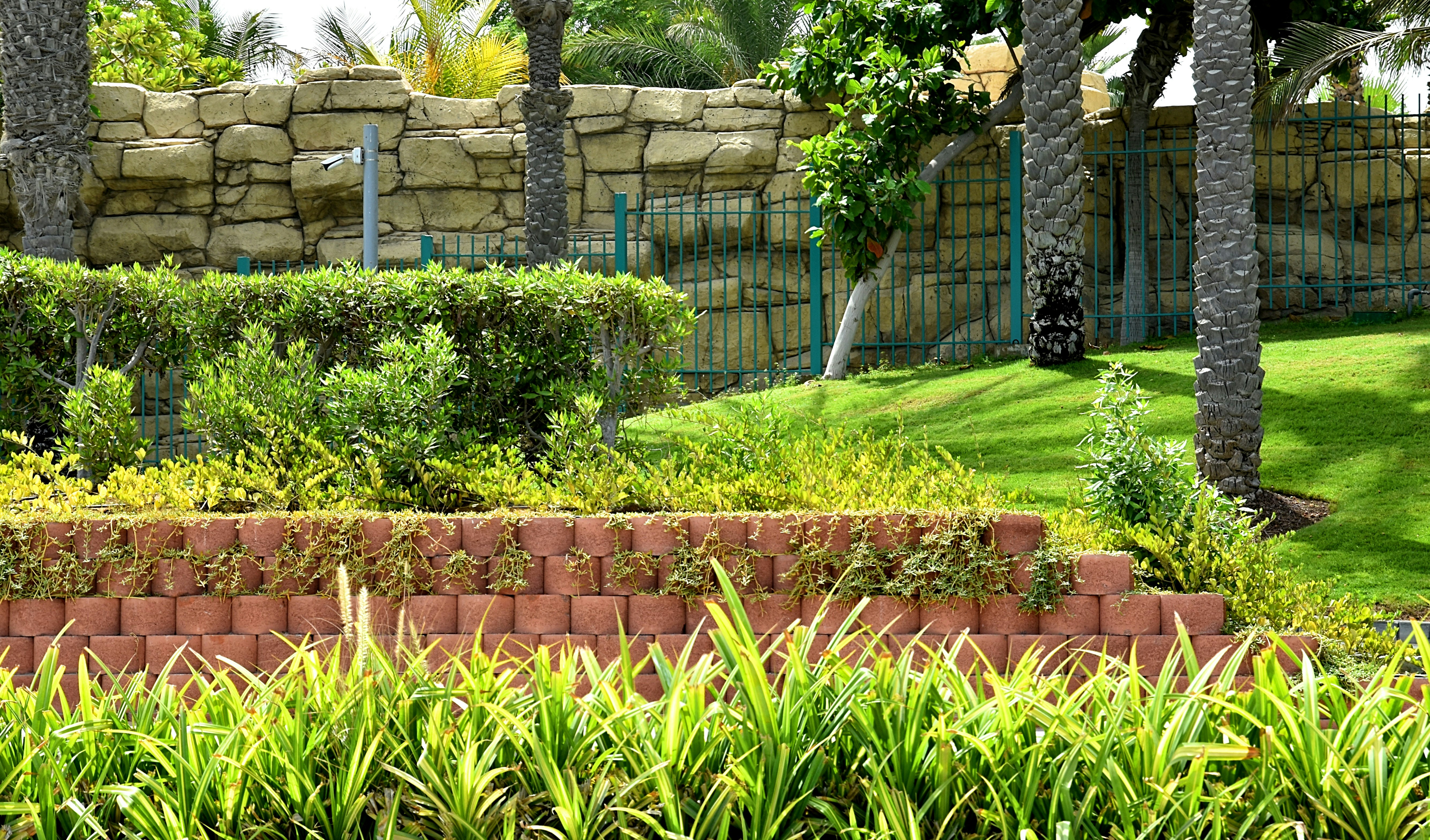 Lush garden landscaping with a brick retaining wall and palm trees.