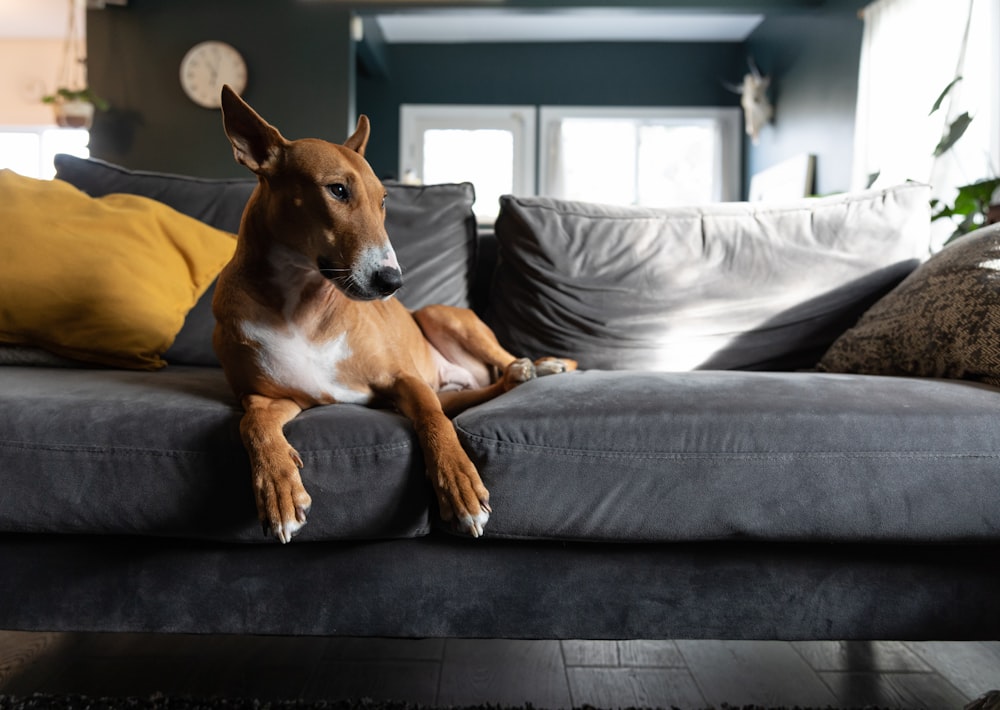 a brown and white dog laying on top of a gray couch