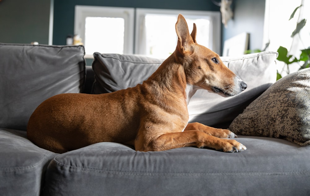 a brown dog laying on top of a gray couch