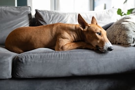 A brown dog lies comfortably on a gray couch, resting its head on its paws. Sunlight filters through a window, casting soft shadows and highlighting the dog's relaxed pose. A textured pillow is nearby, adding to the cozy atmosphere.