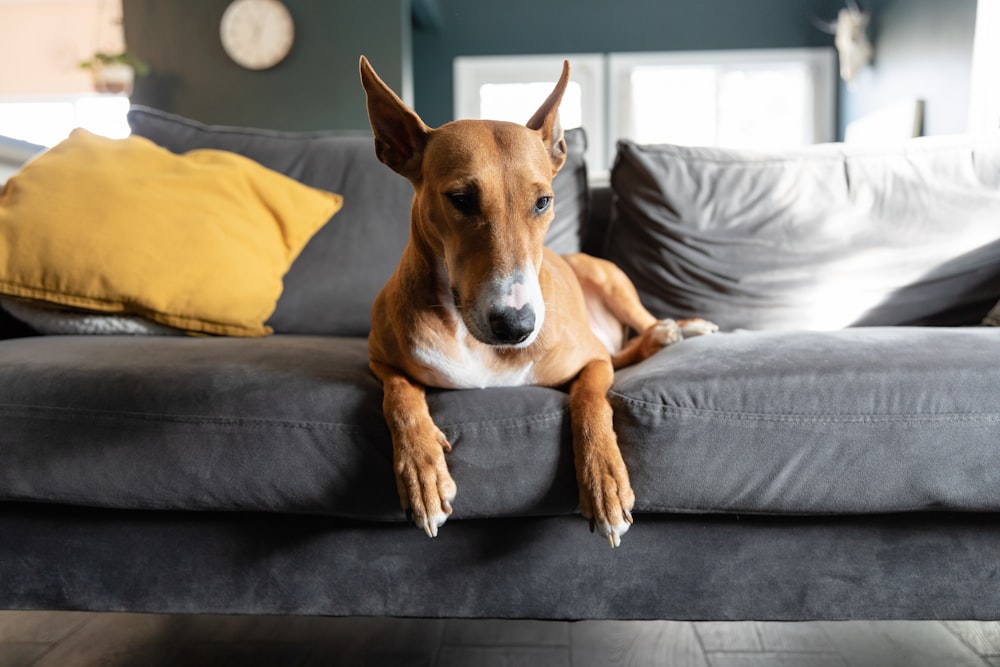 a brown dog laying on top of a gray couch