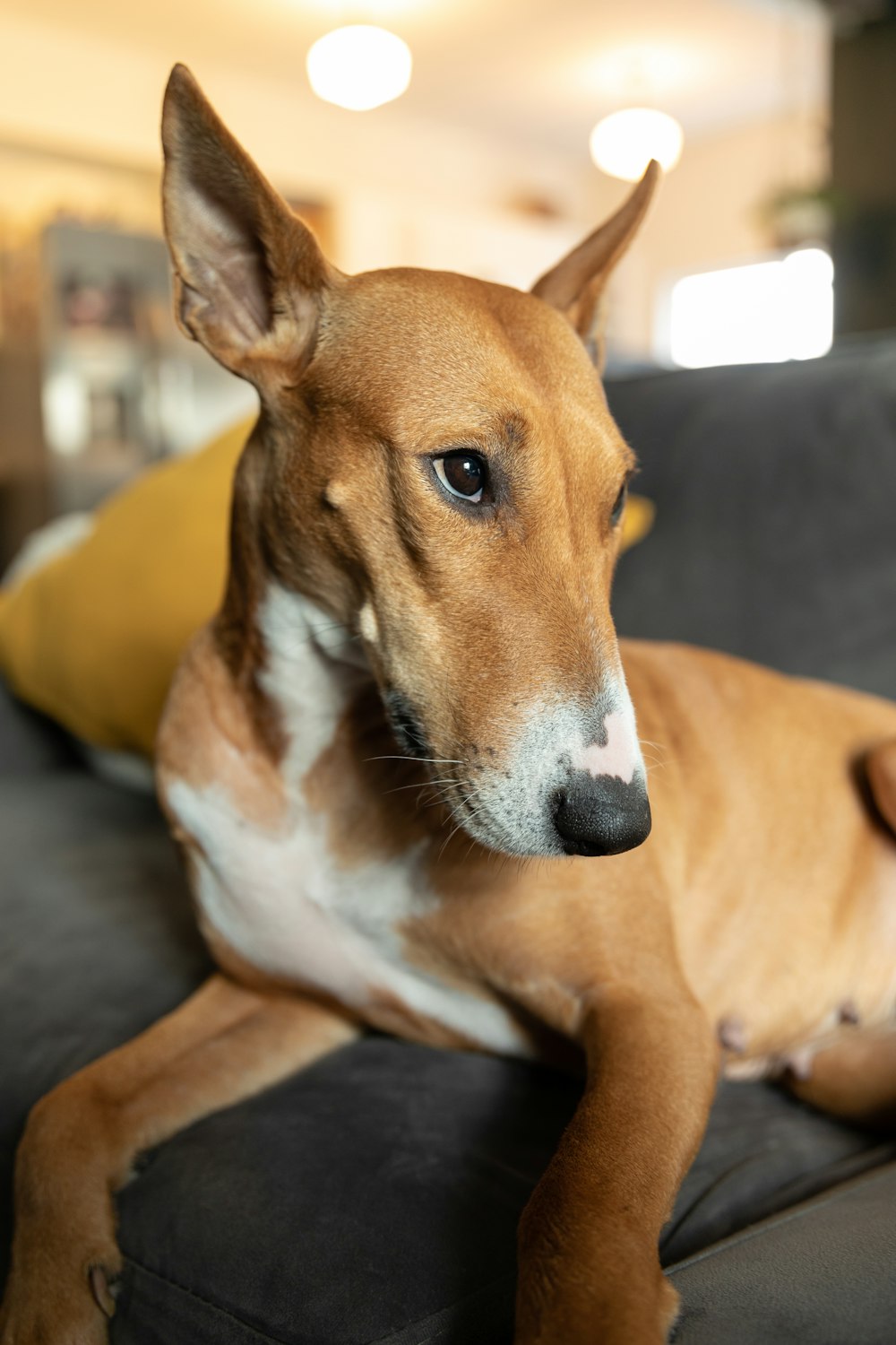 a brown and white dog laying on top of a couch