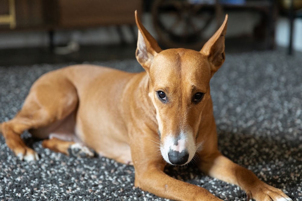 a brown dog laying on top of a carpet