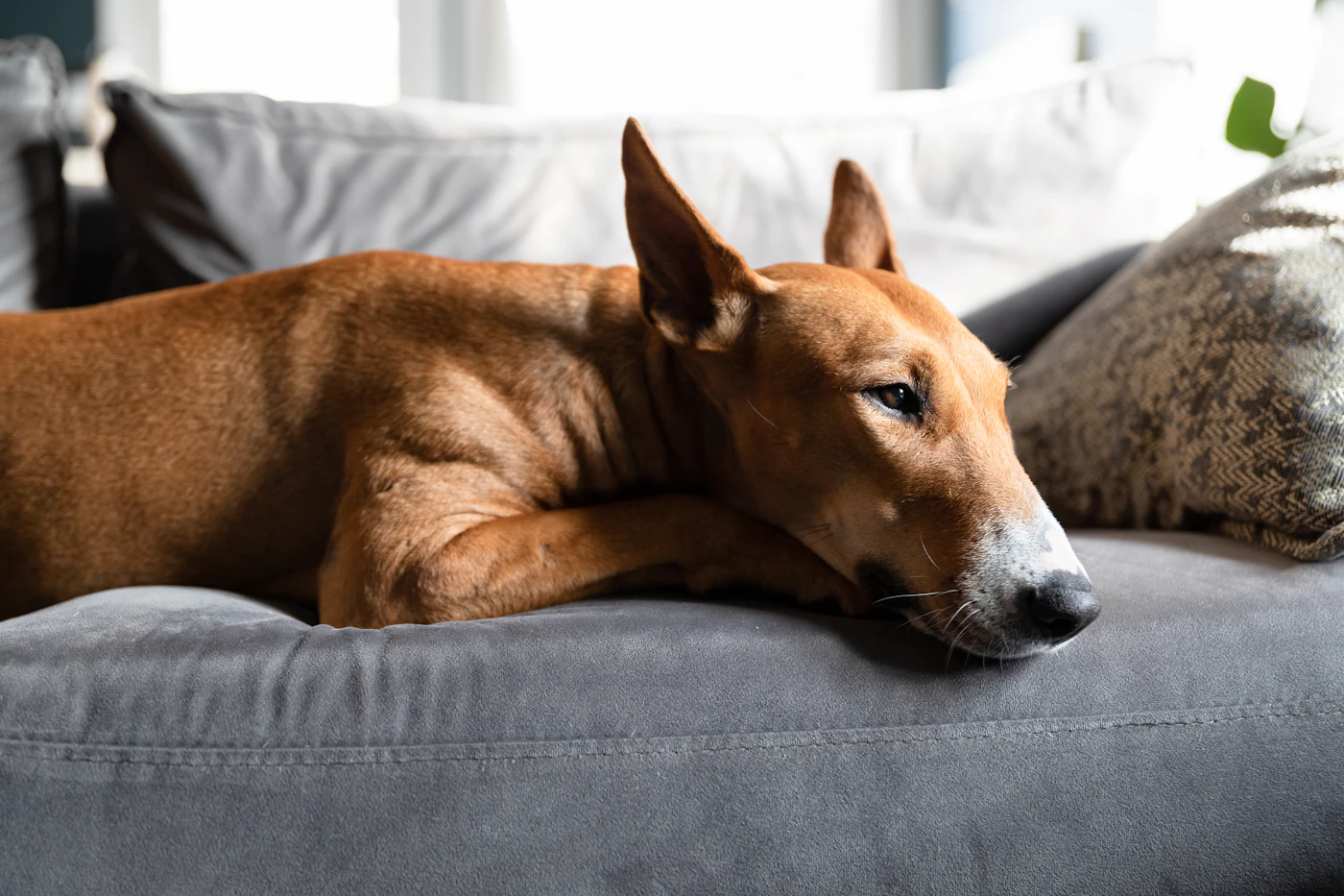 A short-haired brown dog resting its head on a gray sofa cushion between soft pillows at home