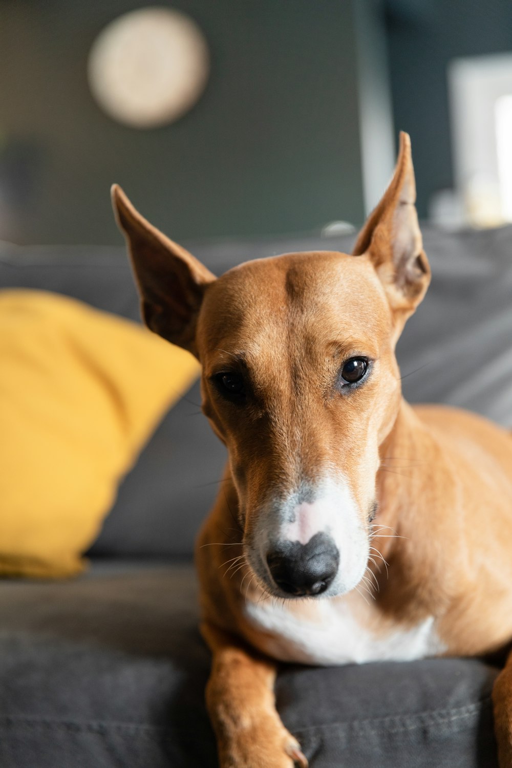 a brown and white dog laying on top of a couch