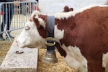 A brown and white cow is standing beside a stone block and wearing a large bell attached to a black leather strap around its neck. The scene includes metal railings, straw-covered ground, and partial views of other cows and people in the background.