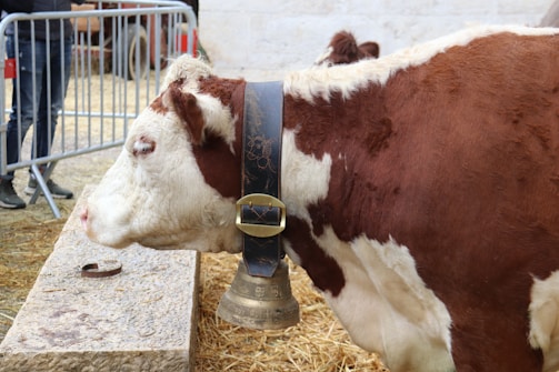 A brown and white cow is standing beside a stone block and wearing a large bell attached to a black leather strap around its neck. The scene includes metal railings, straw-covered ground, and partial views of other cows and people in the background.
