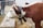 A brown and white cow is standing beside a stone block and wearing a large bell attached to a black leather strap around its neck. The scene includes metal railings, straw-covered ground, and partial views of other cows and people in the background.