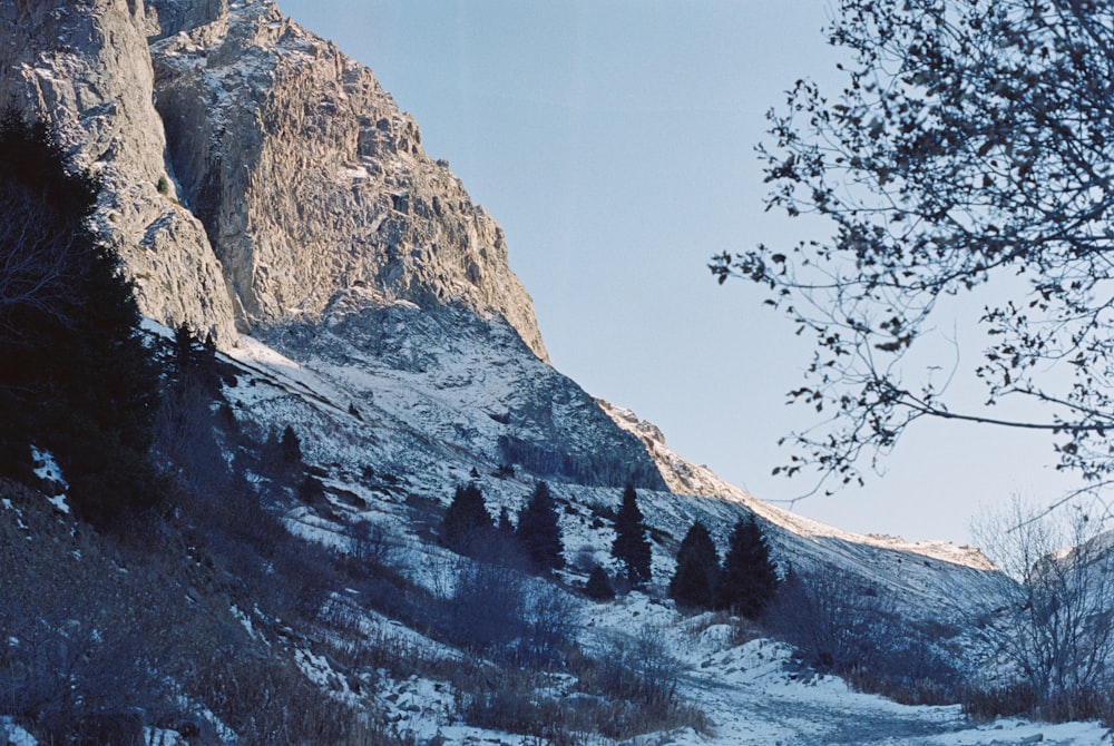 a snow covered mountain side with trees and bushes