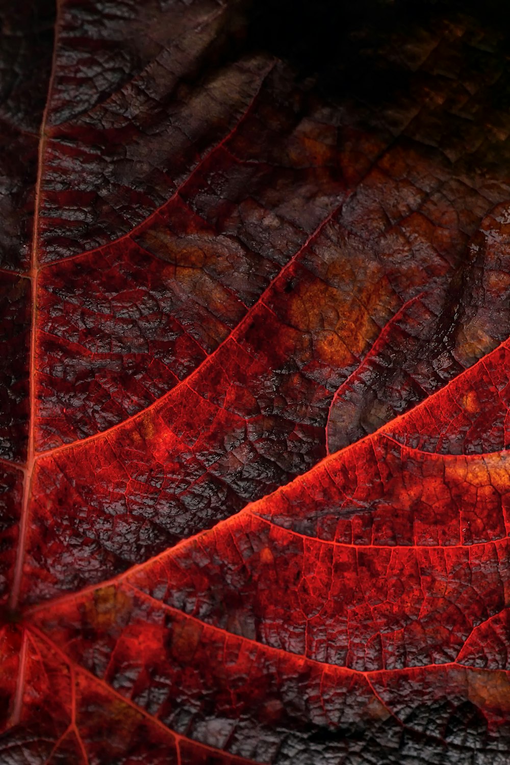 a close up of a red leaf