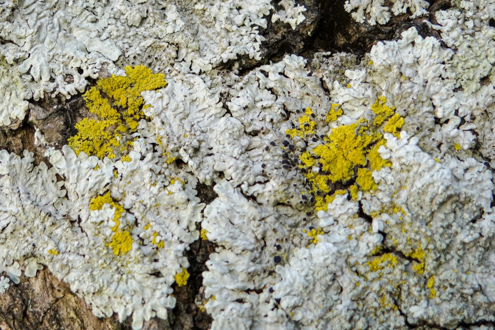 a close up of a tree trunk with lichen on it
